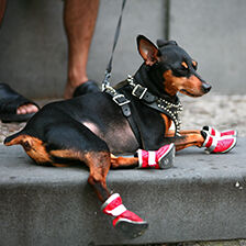 dog wearing red boots